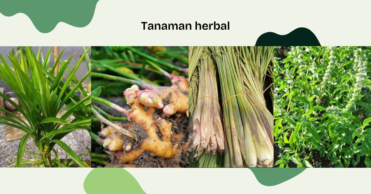 tanaman herbal