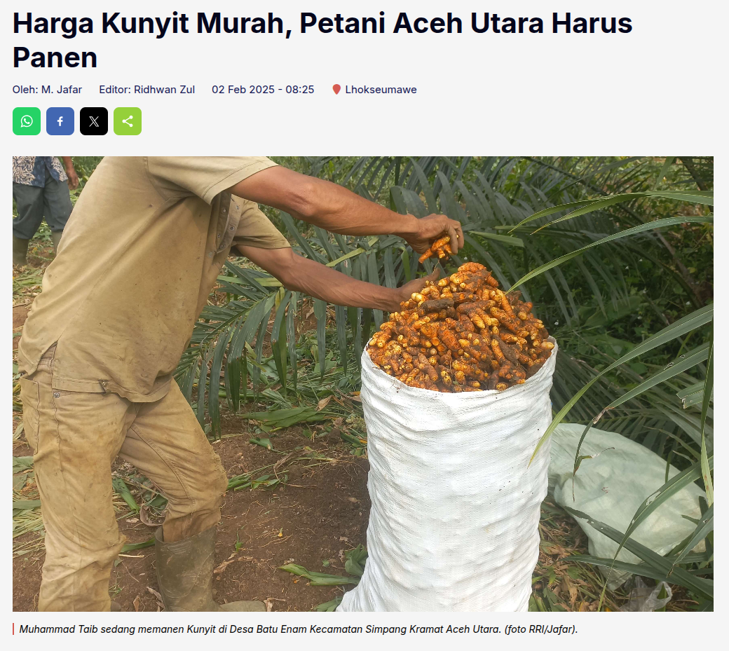 petani memanen karena tak punya pilihan lain